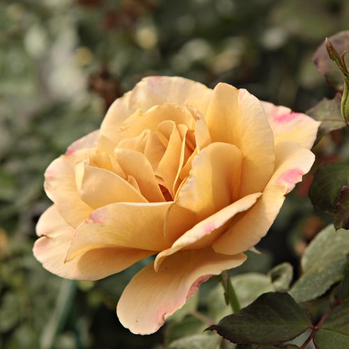 Záhonová ruža - grandiflora - floribunda - Ruža - Honey Dijon™ - 